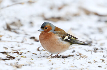 Common chaffinch (Fringilla coelebs) male in the garden looking for food in early spring.