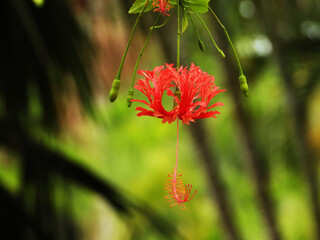 A red spider hibiscus flower