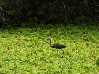 A Tricolored Heron bird in the lilypads on a pond, Tampa Bay, Florida