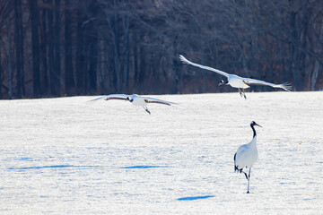 タンチョウの飛翔
