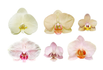 Collection of phalaenopsis orchid flower isolated on white background
