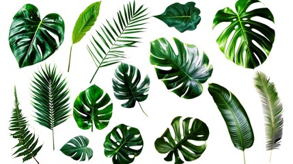 collection leafs of tropical