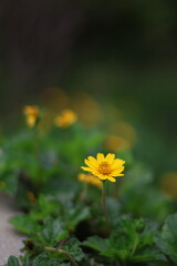 Una flor amarilla de cerca en un campo de flores amarillas