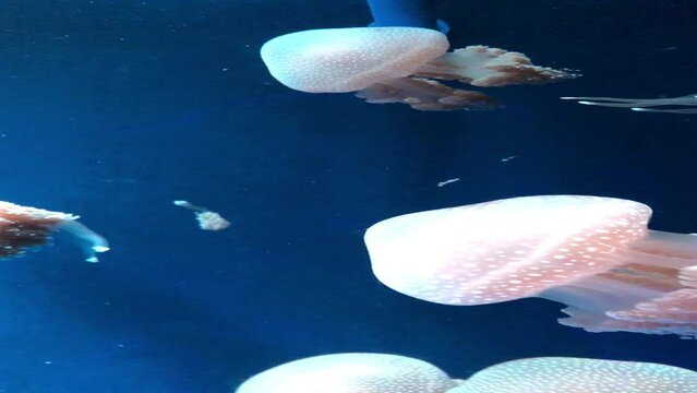 Jellyfish, also known as sea jellies, are the medusa-phase of certain gelatinous members of the subphylum Medusozoa, which is a major part of the phylum Cnidaria.