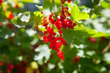 Branch of ripe red currant on currant bush in a garden.