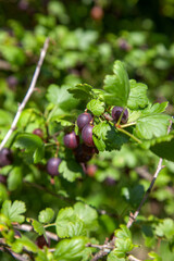 Ripe gooseberries in the garden on the bush. .