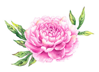 Watercolor peonies flower illustration