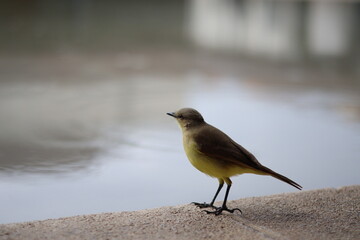Pájaro amarillo de cerca en un lago posando
