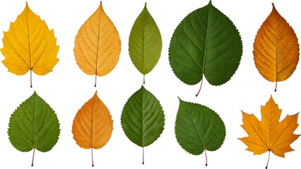 Set of leaf isolated on white background