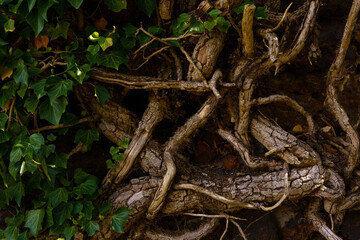 Close-up of intertwined twisting tree branches and trunks, with dynamic shadows create intricate patterns and textures. green ivy leaves, creating subtle contrast against earthy brown tones.