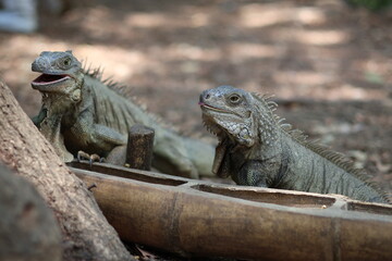 Fototapeta premium Dos iguanas verdes de cerca comiendo de un comedero