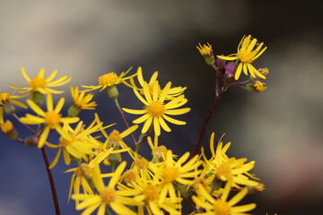 Golden ragwort blooming in springtime