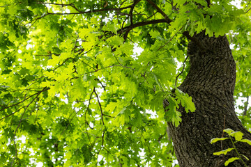 Oak. Tree crown in green foliage. Spring green background. Close-up, copy space.