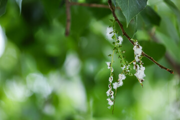 Poplar fluff, beginning of flowering. Close-up, selective focus, copy space.