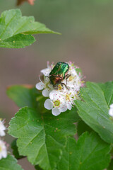 Rose chafer beetle or Cetonia aurata on blooming hawthorn flower. Green beetle close up.