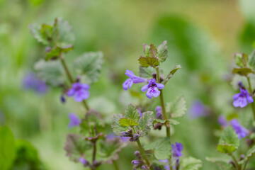 Ground ivy or Glechoma hederacea. Small purple flowers close up. 
