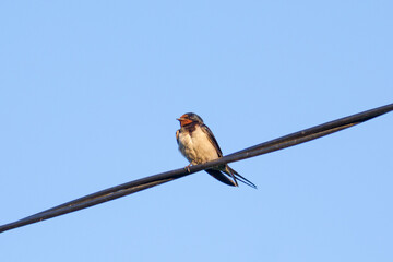 Barn swallow or Hirundo rustica on wires