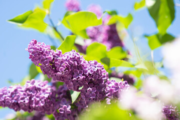 flying lilac against a background of blue sky on a sunny day