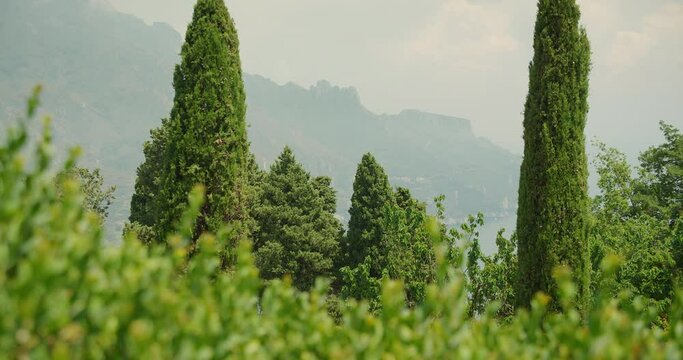 Scenic view of mountainous landscape with tall cypress trees. Foreground shows lush green bushes, framing the distant peaks.