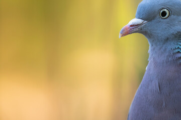 pigeon close up