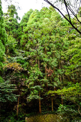 熊本県八代市・竜峰山の風景