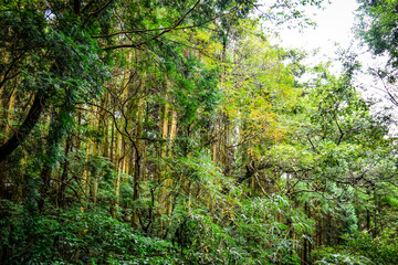 熊本県八代市・竜峰山の風景