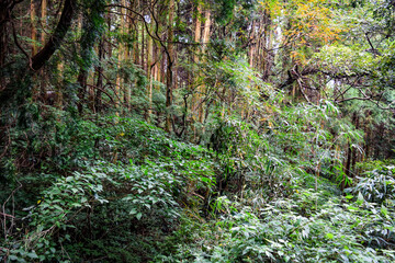 熊本県八代市・竜峰山の風景