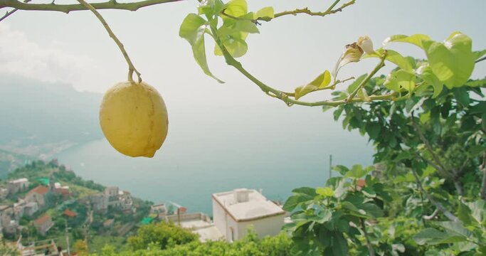A single lemon prominently displayed against a backdrop of a coastal Italian town in summer sunny day.