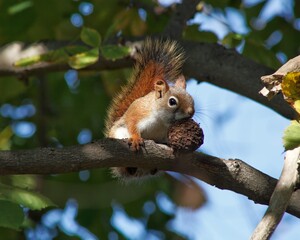 Obraz premium Little Red Squirrel with Nut