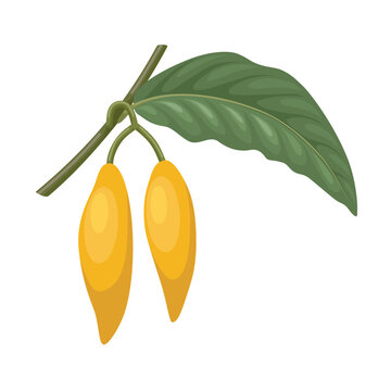 Vector illustration, Tabernanthe iboga, or better known as Iboga, herbal plant, isolated on white background.