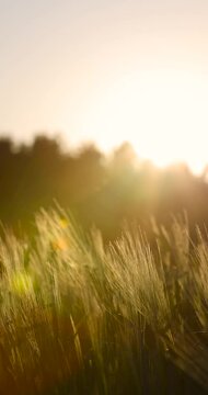 a new wheat harvest at sunset, the first spikelets of wheat are illuminated by sunlight at sunset