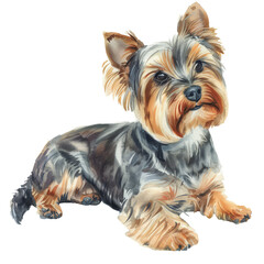 yorkshire terrier dog in watercolor painting style illustration isolated on transparent background.