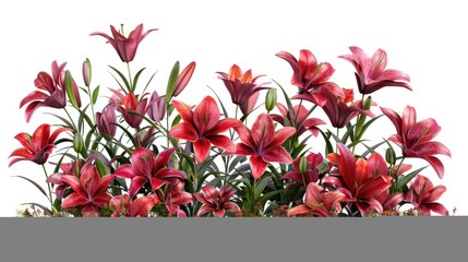 Cutout lily flowers. Flower bed isolated on white background. Red flower bush for garden design or landscaping.