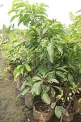 Avocado plant on nursery for sell