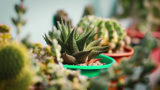 Beleza Bot&acirc;nica em 4k, Movimento Lento da Natureza, Plantas, Explorando a Natureza, Haworthia limifolia, Haworthia fasciata, Aloe coarctata