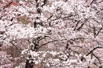 屏風岩_桜