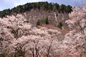 屏風岩_桜