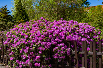 Blooming rhododendron in the spring garden