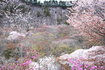 屏風岩_桜
