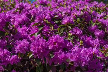 Blooming rhododendron in the spring garden