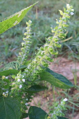 Perilla frutescens plant on farm for harvest
