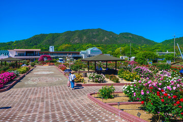 よしうみバラ公園