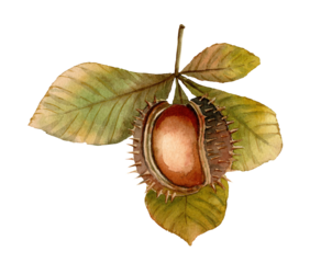 Chestnut watercolor isolated fall floral illustration. Green and brown open conker branch detailed hand drawn botanical art. Autumn leaves for package design, collage, card and seasonal invitation. 