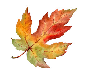Maple Leaf multicolored watercolor isolated floral illustration. Bright yellow red and green detailed hand drawn botanical art. Autumn leaves for package design, collage, card and seasonal invitation.