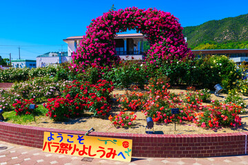 よしうみバラ公園