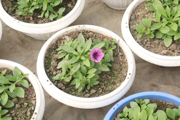 Petunia axillaris flower plant on pot