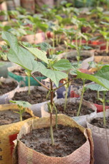 phaseolus coccineus seedling on farm