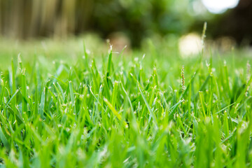Grama verde em plano fechado com fundo desfocado