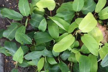 philodendron erubescens plant on nursery