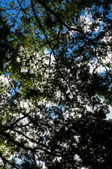 árvore vista de baixo com céu azul 